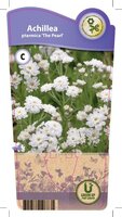 Achillea ptarmica 'The Pearl'