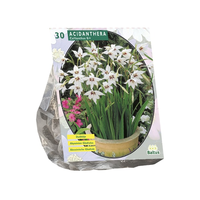 Acidanthera bicolor 30st - afbeelding 2