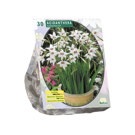Acidanthera bicolor 30st - afbeelding 1
