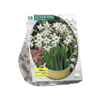 Acidanthera bicolor 30st