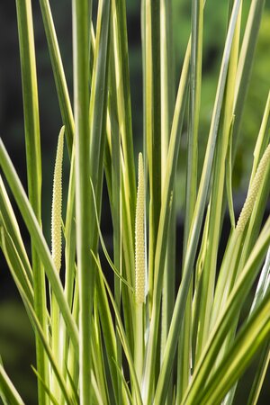 Acorus calamus Gramineus