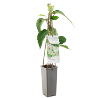 Act. Ch. Atlas c2 h60cm - afbeelding 2