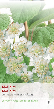 Act. Ch. Atlas c2 h60cm - afbeelding 1