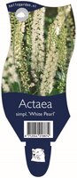 Actaea simplex. White Pearl P11