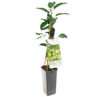 Actinidia arguta 'Issai' - afbeelding 2