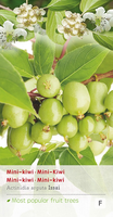 Actinidia arguta 'Issai' - afbeelding 1