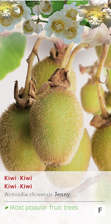 Actinidia deliciosa 'Jenny' - afbeelding 1