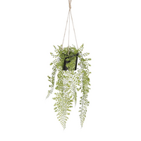 Adiantum hang l47b9.5h9.5cm groen