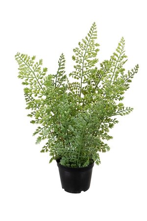 Adiantum i/pot h35cm groen