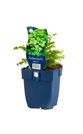 Adiantum pedatum