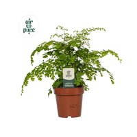Adiantum raddi. 'Fragrans'