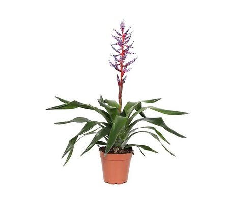 Aechmea  'Blue Rain'