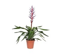 Aechmea  'Blue Rain'