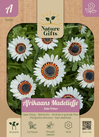 Afrikaans madeliefje zulu prince 40st