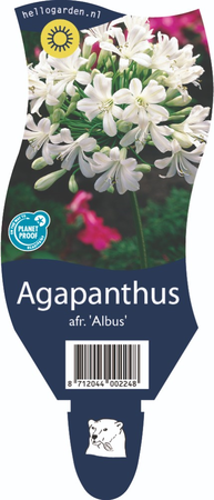 Agapanthus afr. Albus P11