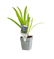Agapanthus 'African Queen' - afbeelding 2
