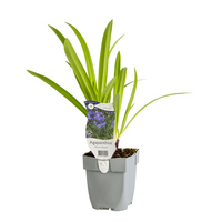 Agapanthus 'African Queen' - afbeelding 3