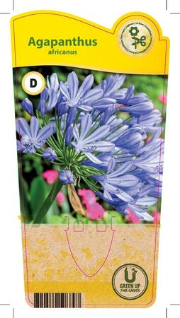 Agapanthus africanus