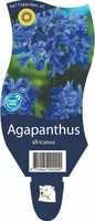 Agapanthus africanus P11