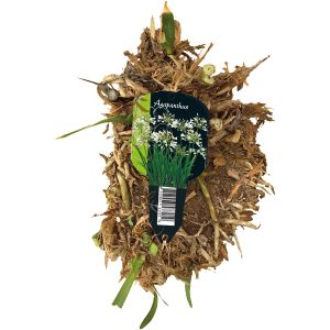 Agapanthus brokken wit etiket