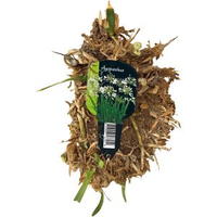 Agapanthus brokken wit etiket