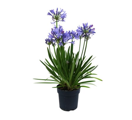 Agapanthus  'Charlotte'
