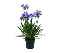 Agapanthus  'Charlotte'