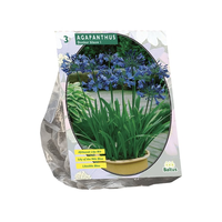 Agapanthus donkerblauw 3st - afbeelding 2
