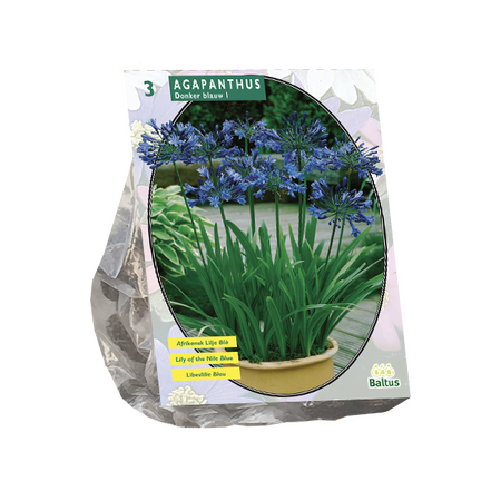 Agapanthus donkerblauw 3st - afbeelding 1