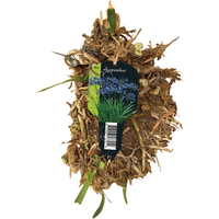 Agapanthus donkerblauw etiket