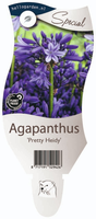 Agapanthus 'Pretty Heidy'