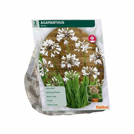 Agapanthus wit 2st