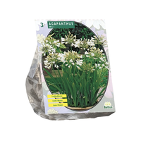 Agapanthus wit 3st - afbeelding 2
