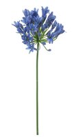 Agapanthussteel l75cm blauw