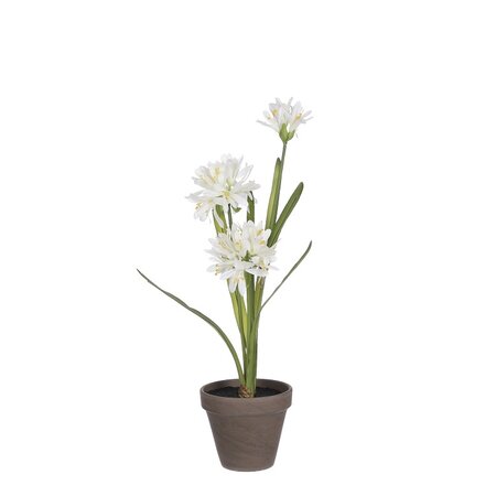 Agapanthussteelsteel d20h45cm wit