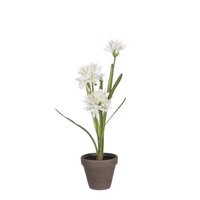 Agapanthussteelsteel d20h45cm wit