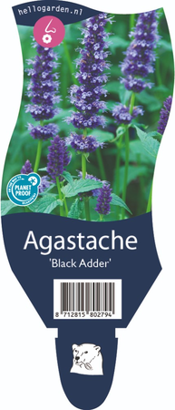 Agastache 'Black Adder'