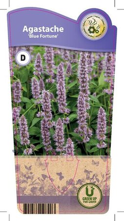 Agastache 'Blue Fortune'
