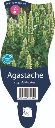 Agastache rug. 'Alabaster'