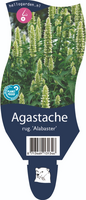 Agastache rug. 'Alabaster'
