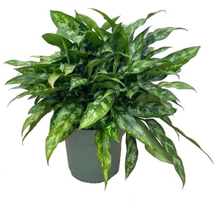 Aglaonema Maria pot 27 cm