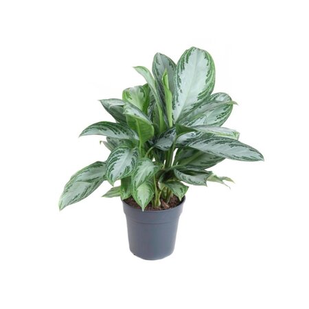 Aglaonema  'Silver Bay'