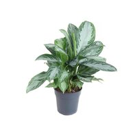 Aglaonema 'Silver Bay'