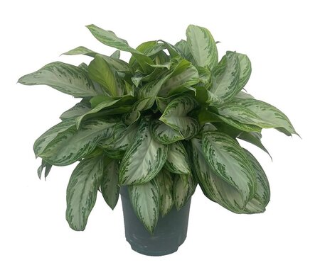 Aglaonema silver bay pot 27 cm