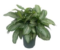 Aglaonema silver bay pot 27 cm