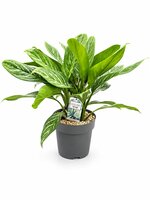 Aglaonema stripes pot 27 cm