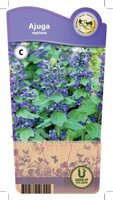 Ajuga reptans