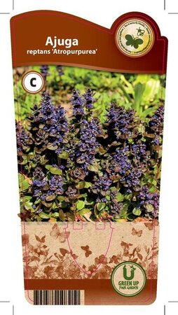 Ajuga reptans 'Atropurpurea'