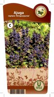 Ajuga reptans 'Atropurpurea'