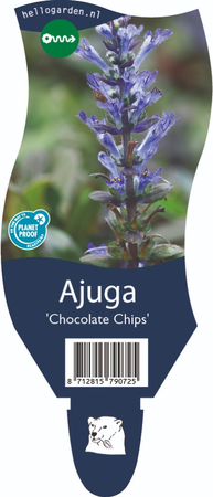 Ajuga reptans 'Chocolate Chip'